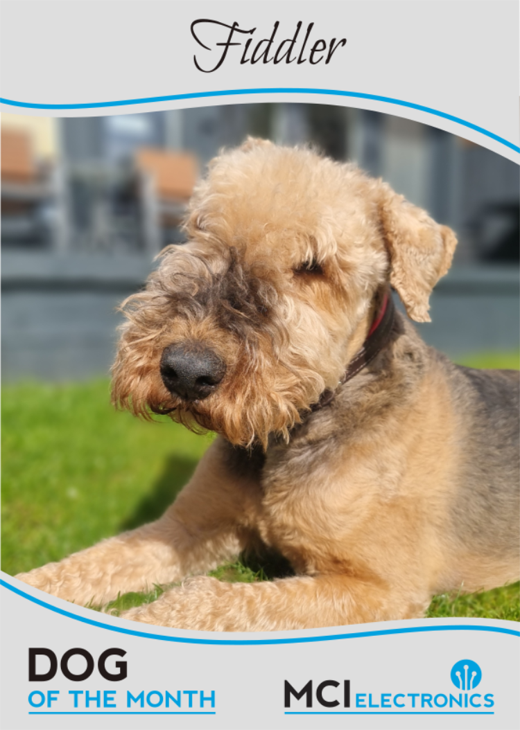 MCI Electronics' Dog of the Month - Fiddler