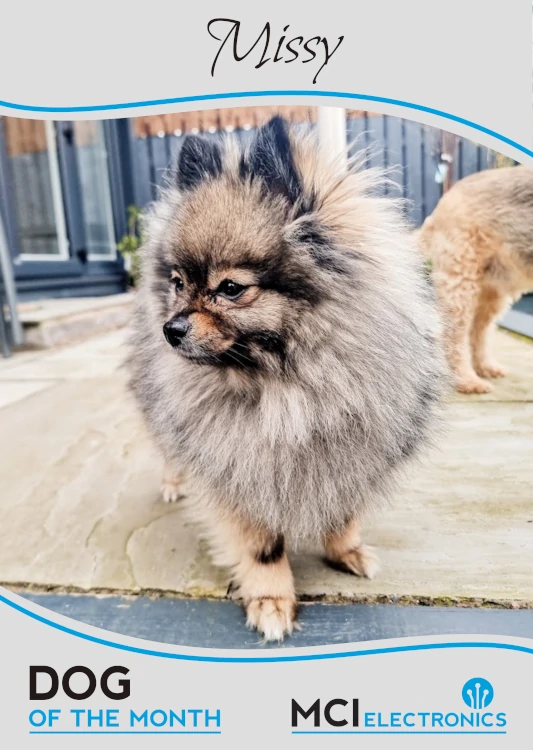 MCI Electronics' Dog of the Month - Missy