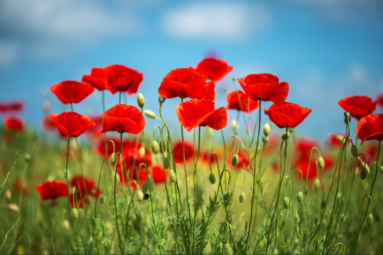 UK Remembrance Day with poppy field background