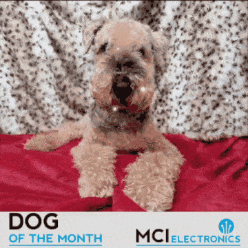 Dogs of the month