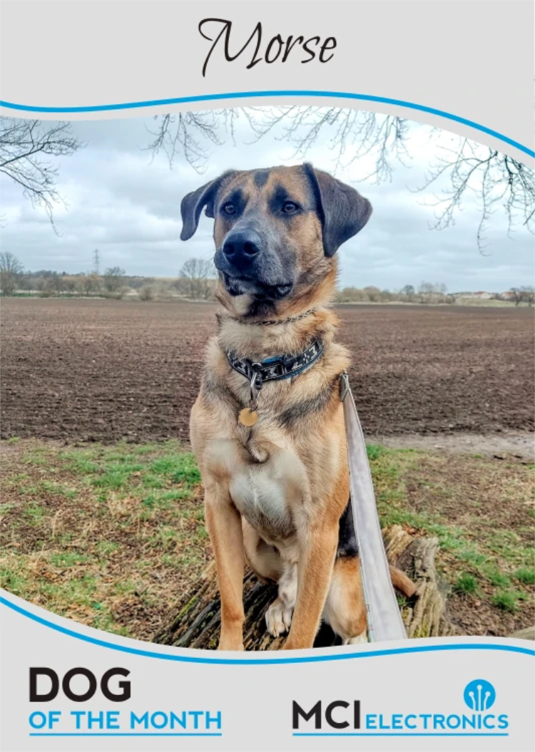 MCI Electronics' Dog of the Month - Morse