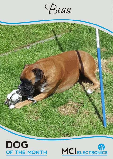 MCI Electronics' Dog of the Month - Beau