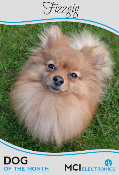 MCI Electronics' Dog of the Month - Fizzgig