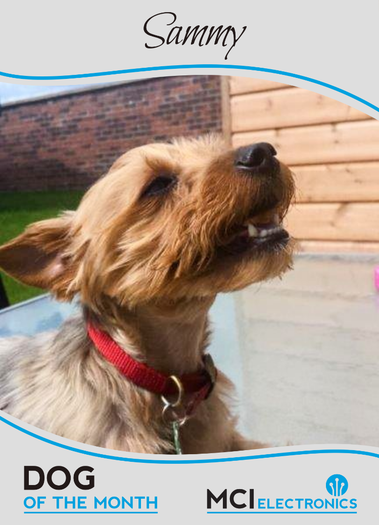 MCI Electronics' Dog of the Month - Sammy