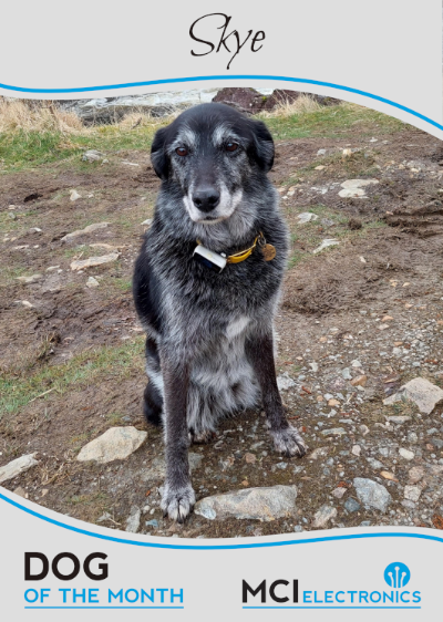 MCI Electronics' Dog of the Month - Skye