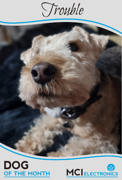 MCI Electronics' Dog of the Month - Trouble